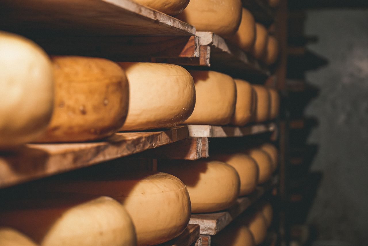 Dutch cheese wheels aging on shelves in a rustic setting, showcasing traditional cheese-making methods.