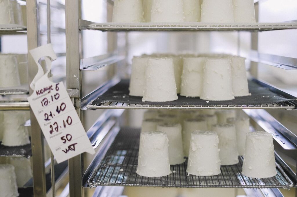 Freshly molded ricotta cheese wheels resting on stainless steel racks in a dairy facility.